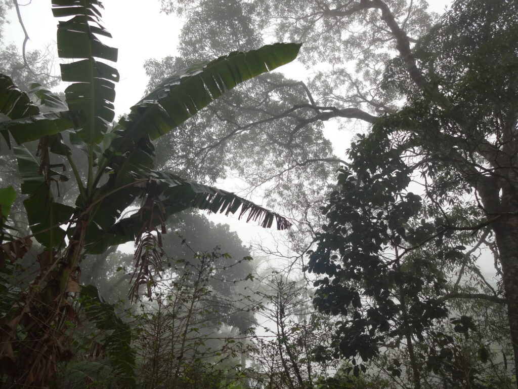 Vegetação do Parque Nacional de Ubajara